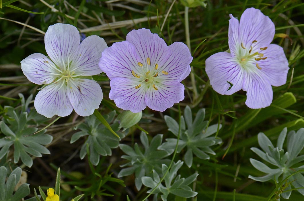 Geranium argenteum / Geranio argentino